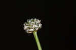 Gulf pipewort